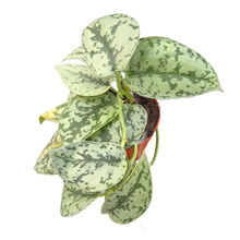 Scindapsus Silver Lady