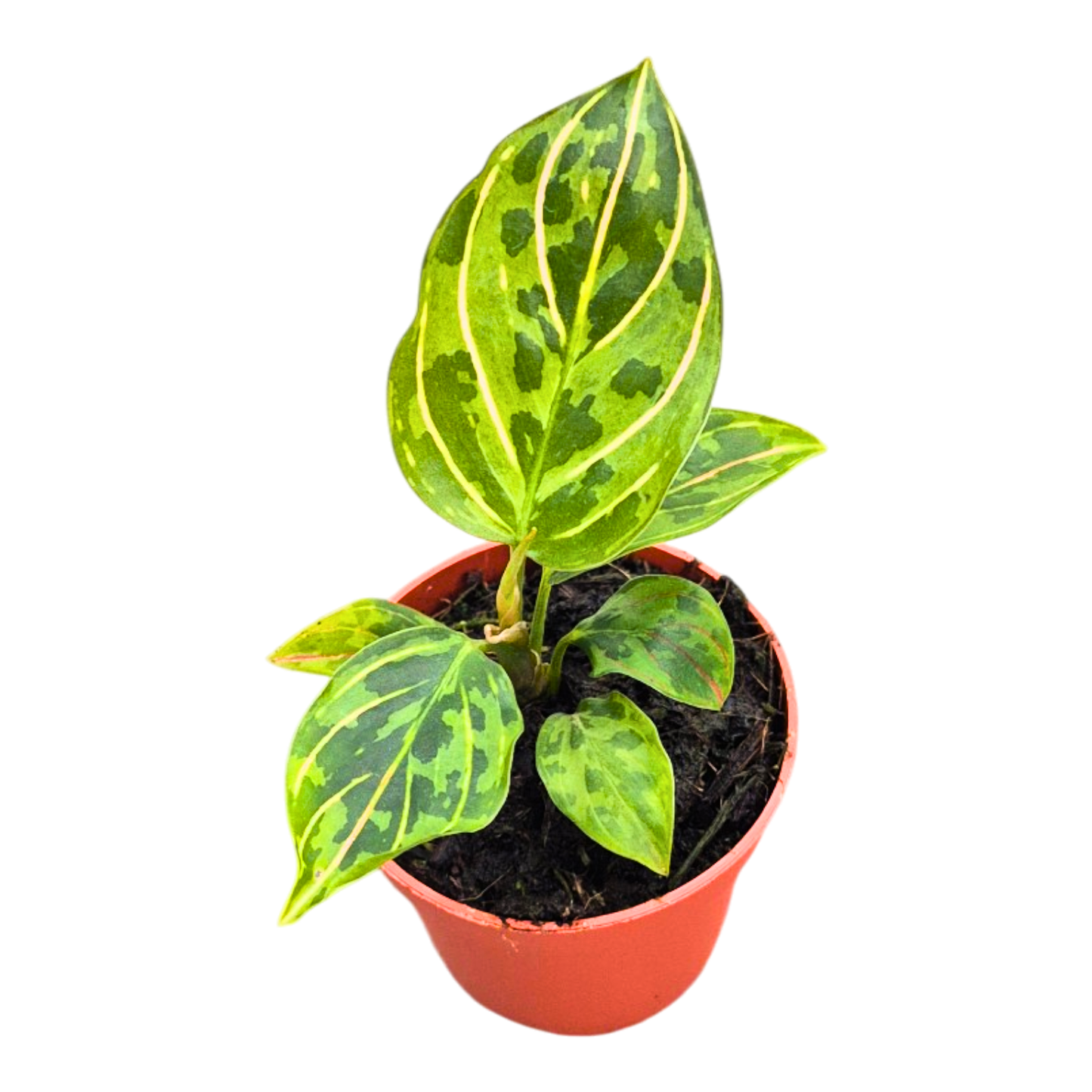 Aglaonema Red Army