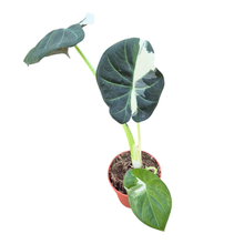 Selected Alocasia Regal Shields Variegata