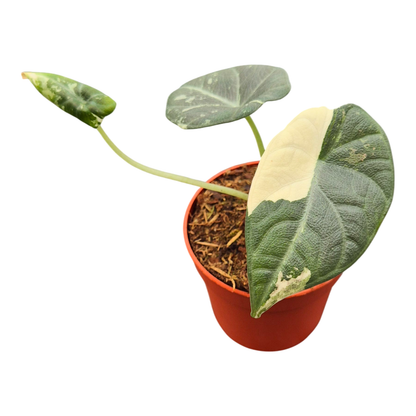 Alocasia Maharani Variegata