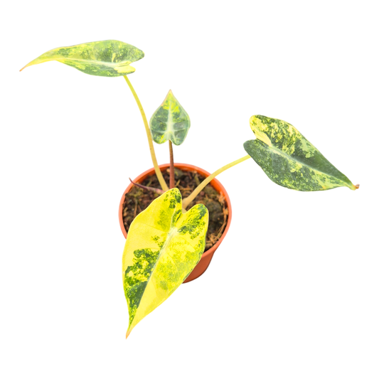 Alocasia Bambino Variegata Aurea