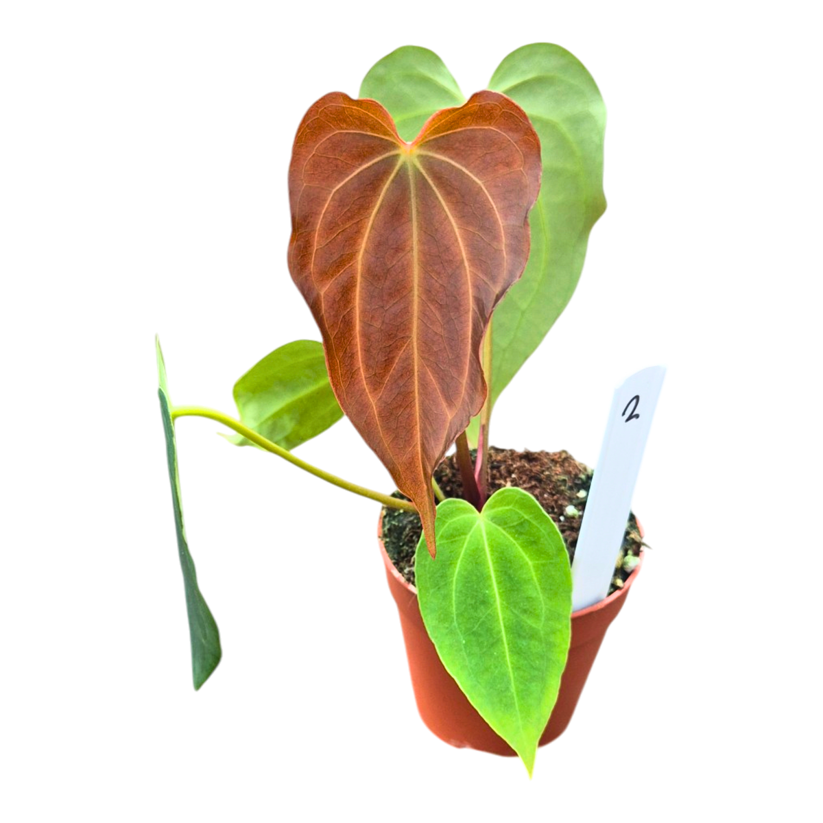 Selected DocBlock Anthurium Black Widow® '43' X Black Widow® '43'