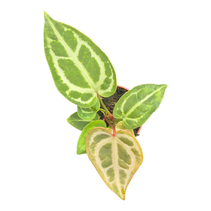 Anthurium Snow Queen