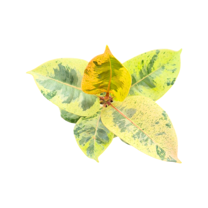 Ficus Shivereana