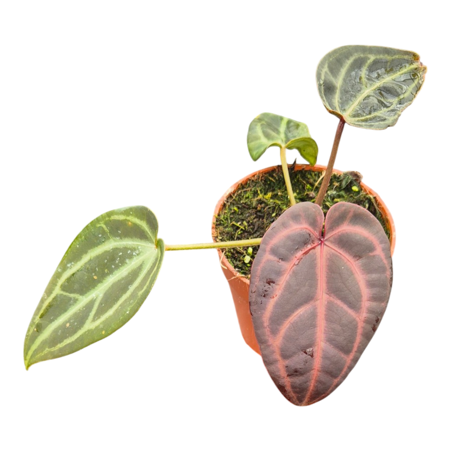 DocBlock Anthurium Red Velvet Cake® '24' X Red Velvet Cake® '24'
