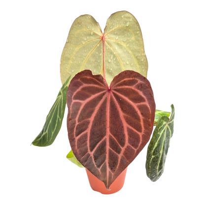 DocBlock Anthurium Angela® '35' X Black Widow® '13'