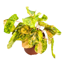 Peperomia Candora® Picasso 'LENCANPIC'