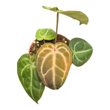 Anthurium Rc x Silver Blush