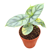 Alocasia Silver Dragon Less Variegata