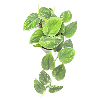 Scindapsus Borneo Dark