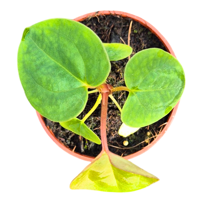 Anthurium King of Clarinervium Sulanjana