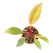 Philodendron Red Congo Variegata