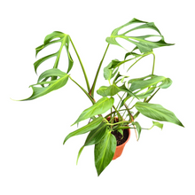Monstera Burle Marx Flame *2