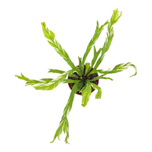 Asplenium Nidus Variegata