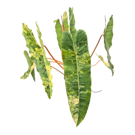 Philodendron Billietiae Variegata *1