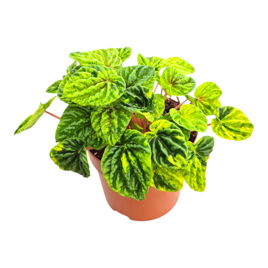 Peperomia Candora® Monet 'LENCANMON'