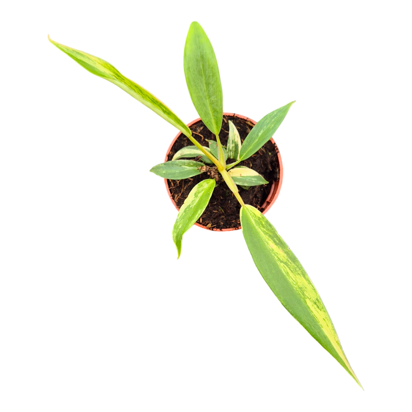 Philodendron Florida Beauty x Tortum Variegata