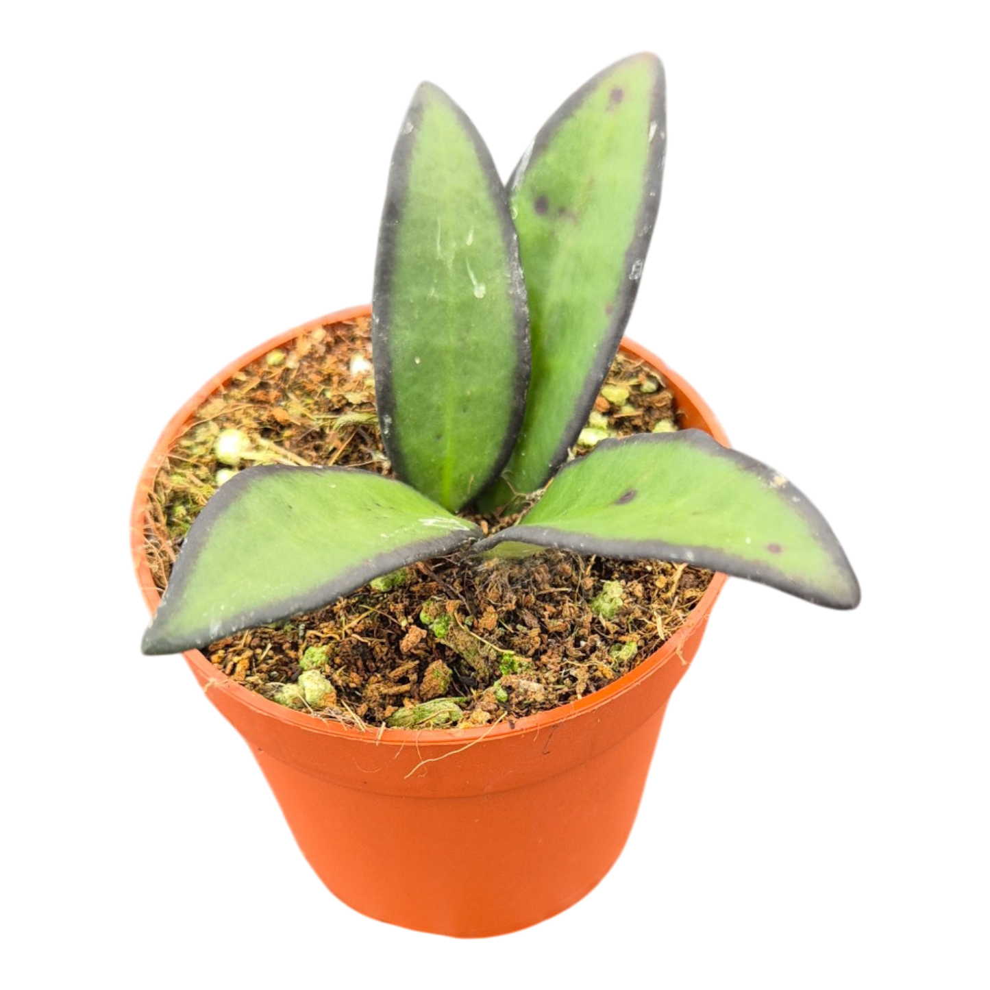 Hoya Rosita