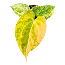 Anthurium Papillilaminum Variegata sélectionné X Chocolat Rouge