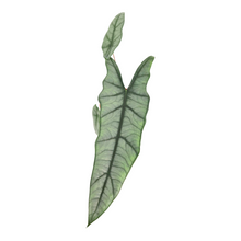 Alocasia Metallic Blue