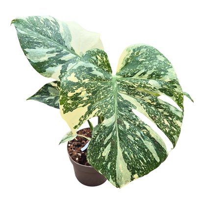 Monstera Thai Constellation Crème Brulee