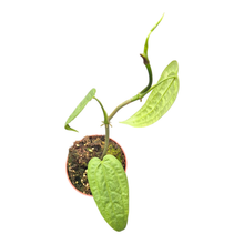 紅掌屬 Limon 種