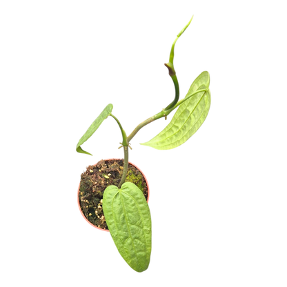 Anthurium sp. Limon