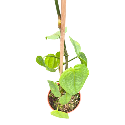 Anthurium sp. Limon