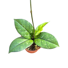 Hoya Crassipetiolata Splash Round Leaf