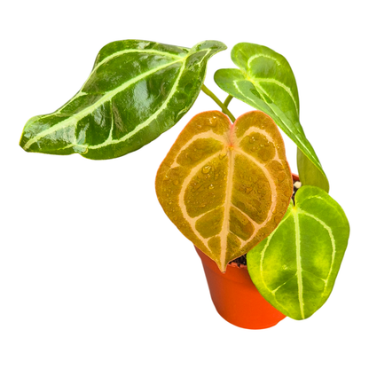 DocBlock Anthurium Crystal Red® '12' X Forgetii '57'