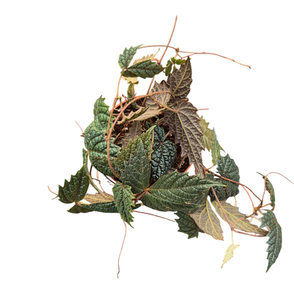 Pterisanthes sp. Papua