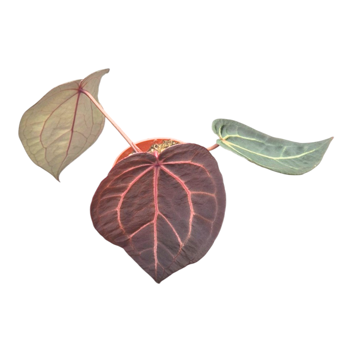 アンスリウム Red Velvet Cake x  Sweet  DocBlock Anthurium Red Velvet Cake® '24' X Home Sweet Home® '32