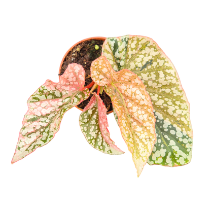 Begonia Snowcap Variegata