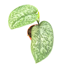 Scindapsus Silver Splash Glow