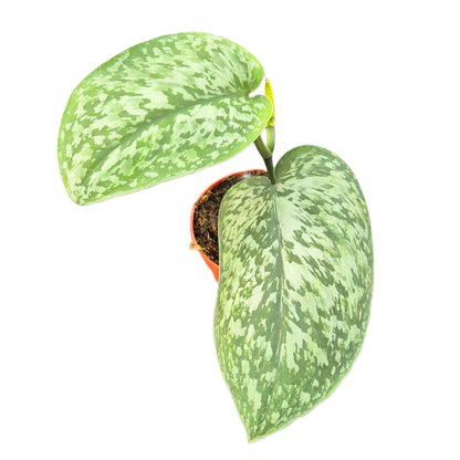 Scindapsus Silver Splash Glow