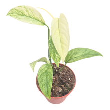 Monstera Laniata Mint