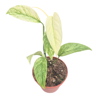 Monstera Laniata Mint