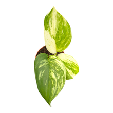 Scindapsus Moonlight Variegata White