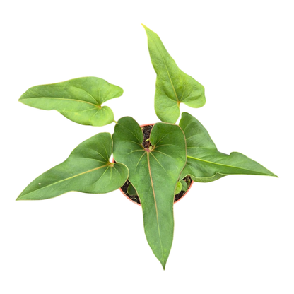 Anthurium Brownii