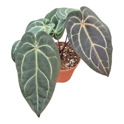 DocBlock Anthurium Dark & Handsome® '9' X Zara® '14'