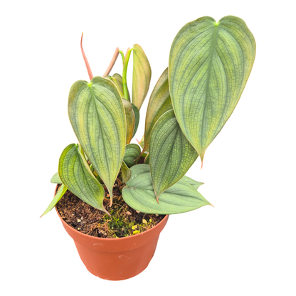 Philodendron Burle Marx Fantasy