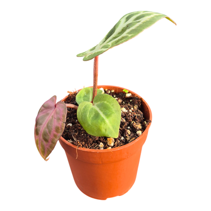 DocBlock Anthurium Angela® '35' X Tortoise Shell® Brown '34'