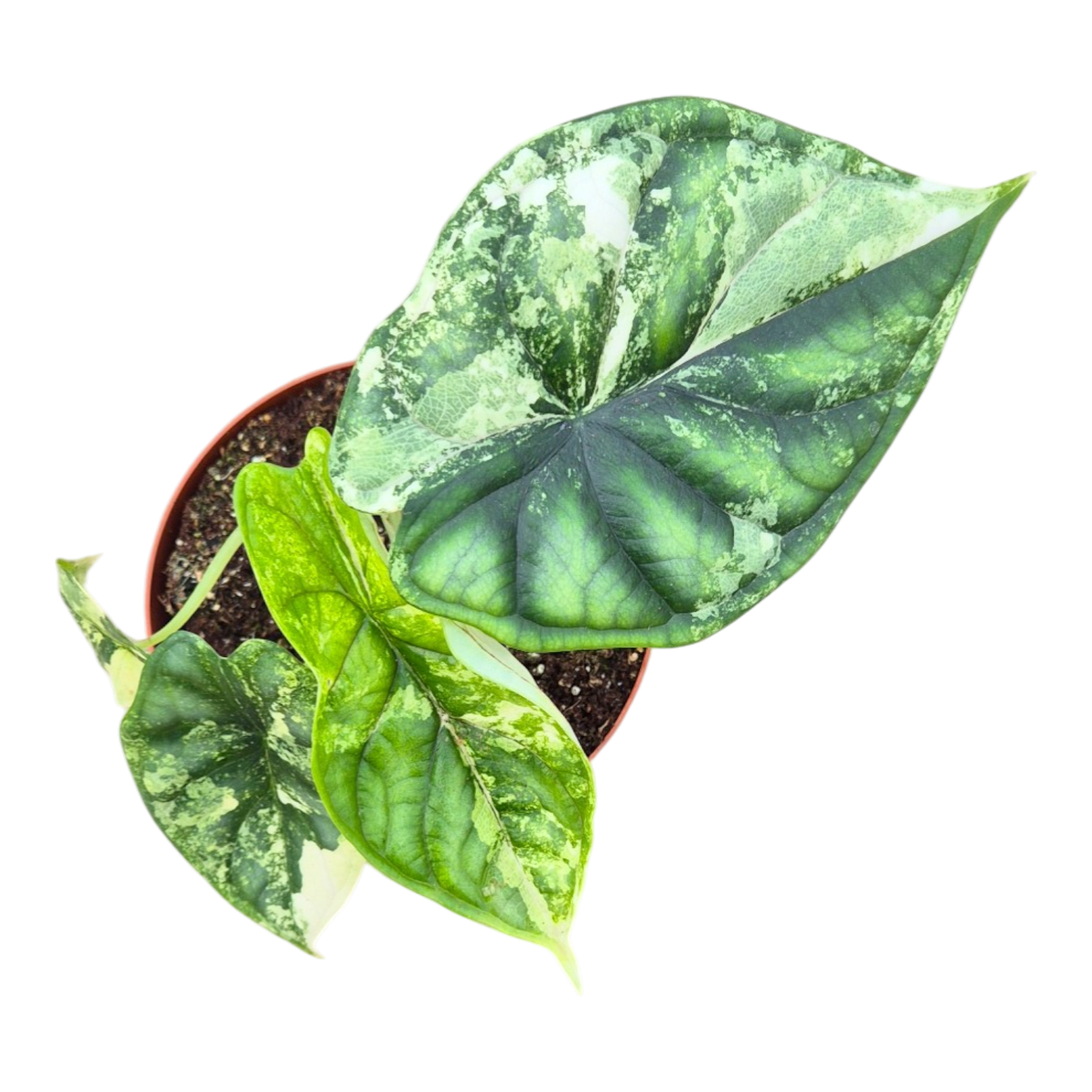 Alocasia Dragon Scale Variegata