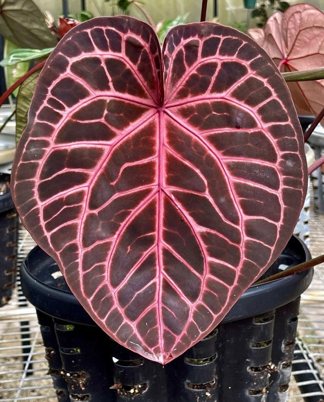 DocBlock Anthurium Thor's Lightning® '30' X Thor's Lightning® '30'