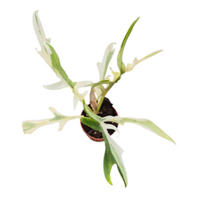 Live Sale Plant 300 Philodendron Tortum Albo Variegata