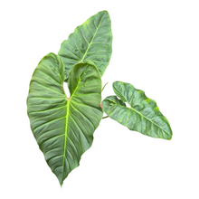 Live Sale Plant 301 Philodendron Billicosum Verrucosum X Billietiae