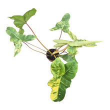 Live Sale Plant 302 Philodendron Jennifer