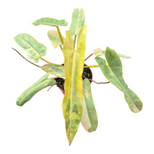 Live Sale Plant 303 Philodendron Atabapoense Variegata