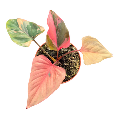 Live Sale Plant 304 Homalomena Pink Diamond