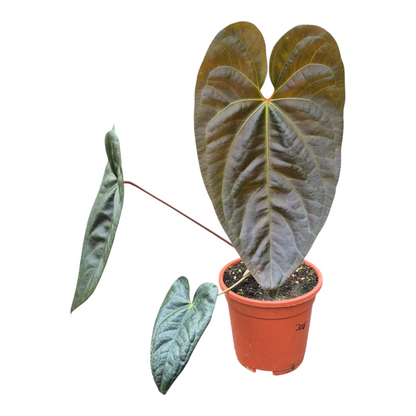 Live Sale Plant 305 Anthurium Bluezy Horizon